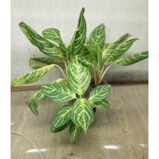 aglaonema stripes pot