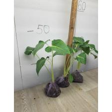 Homalomena sp Lindenii