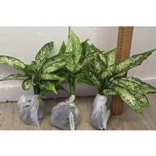 Аглаонема Рич номер 6. / Aglaonema Rich no.6 A-70