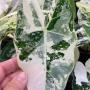 Alocasia Frydek (white variegated