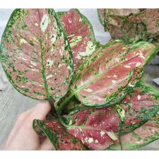 Аглаонема Трехцветный Аньямани гибрид / Aglaonema Tri Color Anyamanee hybrid