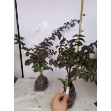 Lagerstroemia indica (purple flower and black leaf) 450
