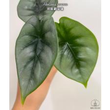 Alocasia reversa  January