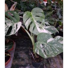 monstera deliciosa variegata от 5 листьев 12 cm pot