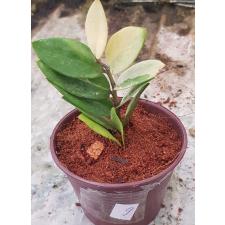 Zamioculcas zamifolia variegated short leaf 9pot