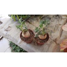 Jatropha cathartica 2050p