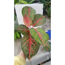 Aglaonema Treasure of Siam 67 (май 2023) уценка 1100р