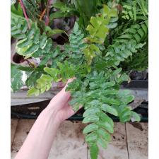 Asplenium sp.(T03) Southern Thailand 24