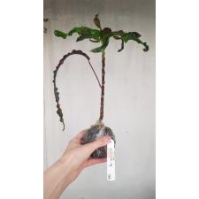 Codiaeum India Daeng 114 уценка 1100p