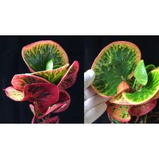 Codiaeum Bai Pat