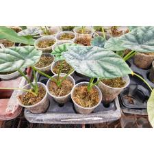 Alocasia sinuata