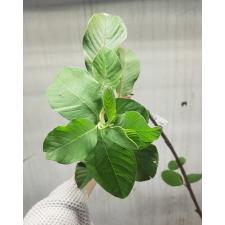 Psidium guajava 'Shui Mi' (seedless) Taiwan 279/1