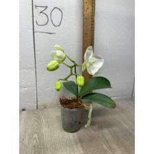Phal. Charming Snow '0410' уценка