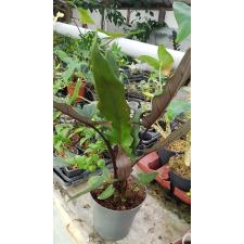 Alocasia Lauterbachiana 17 cm pot