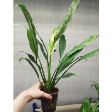 spathiphyllum sp variegata стакан 1200p