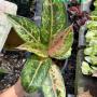 Aglaonema NEW15 Aradin