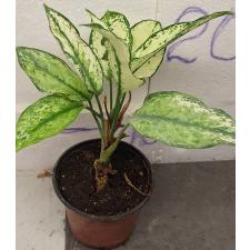 Аглаонема Рич номер 6. / Aglaonema Rich no.6 A-70