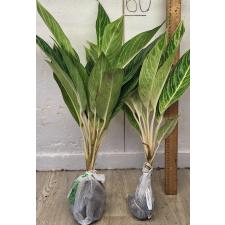 Аглаонема Тонг сумран / Aglaonema Tong sumran A-56