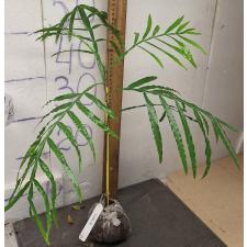 Филициум обманчивый (Японское папортниковое дерево) / Filicium decipiens (Japanese Fern Tree) 61