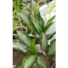 Aglaonema Suvarnabhumi  11 по 2800р