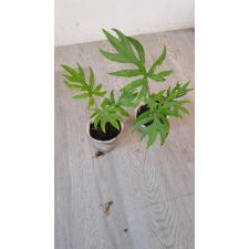 Alocasia brancifolia pot 850p