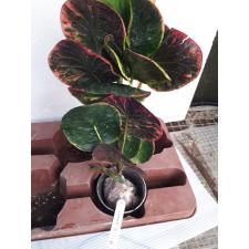 Codiaeum Bai Pat 89