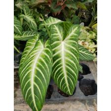 Alocasia lindenii (Xanthosoma lindenii) 14 cm pot 950p