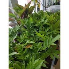 Coniogramme emeiensis 'Golden Zebra (Fern, папоротник)