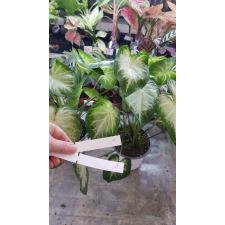 Caladium 2 holland