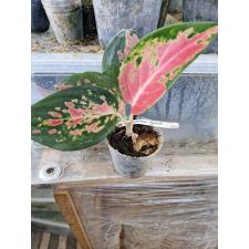 Aglaonema Pa Ram Ruay S 56 по 700р