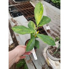 Zamioculcas zamiifolia 'Big leaf'(yellow variegated)643