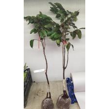 Dimocarpus longan 'Red leaf' (Indonesia) mart
