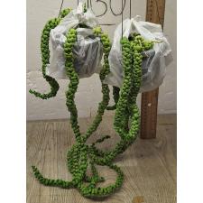Дисхидия Драгон Джейд / dischidia dragon jade (L)
