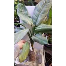 Aglaonema Ngern Tem Baan 63