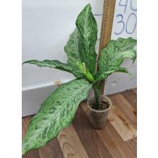 Диффенбахия Удомсаб (Серебряная форма) / Dieffenbachia Udomsub (silver form).