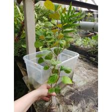 Ficus sp.(T08) Golden variegated 352