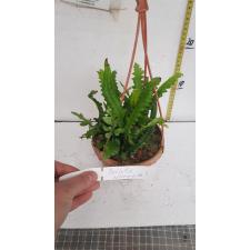 Bolbitis sp. Fern pot