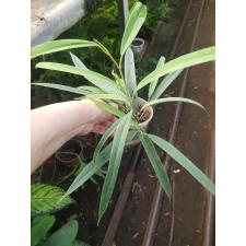 Ficus Alii 9 cm pot