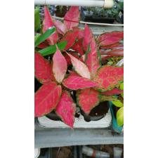 Aglaonema red 12 cm pot