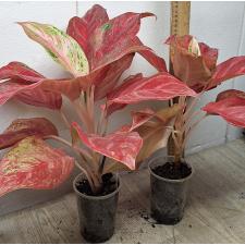 Аглаонема Красная Королева / Aglaonema Red Queen pot