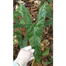 Alocasia sp.(T18) southern Thailand 158