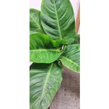 Philodendron imperial Green (М)
