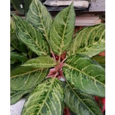 Aglaonema P-33 Lucky green