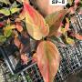 Aglaonema SP-8 RRainbow Valvet