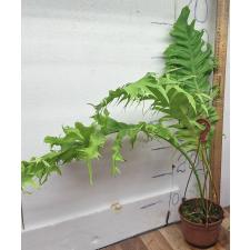 Микросорум сп Африка / Microsorum sp. Africa pot