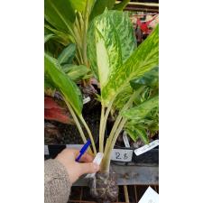 Aglaonema Snow White (S) 110/1