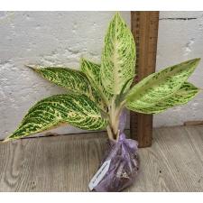Аглаонема Легаси - белая / Aglaonema Legacy - white A-109