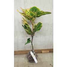 Codiaeum Siam Square (yellow form) 84