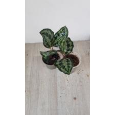 Calathea Helen Kennedy 1100p pot 