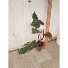 Philodendron Red addison